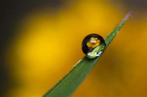  El Pavellón de Plata y Oro: Una Odisea Pictórica en la Gota de Rocío